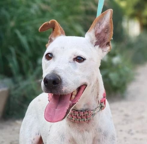 Ruso, Mixed Breed for adoption at Tierschutzverein Europa, München