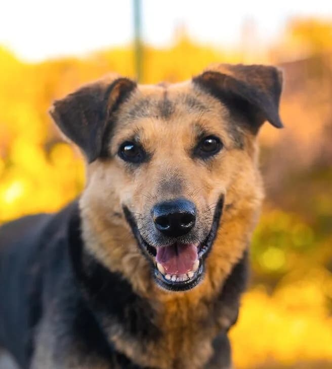 Saadet, young Mixed Breed for adoption at Tierschutzverein Europa, München