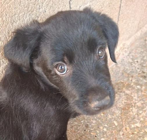Sabina, senior Mixed Breed for adoption at Tierschutzverein Europa, München