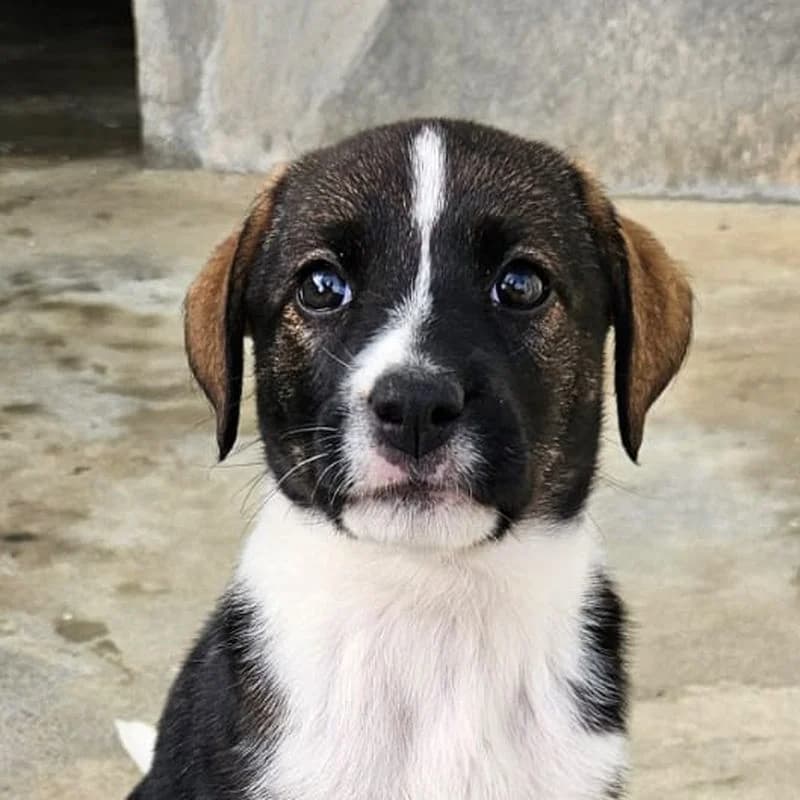 Saga, puppy Mixed Breed for adoption at Tierschutzverein Europa, München