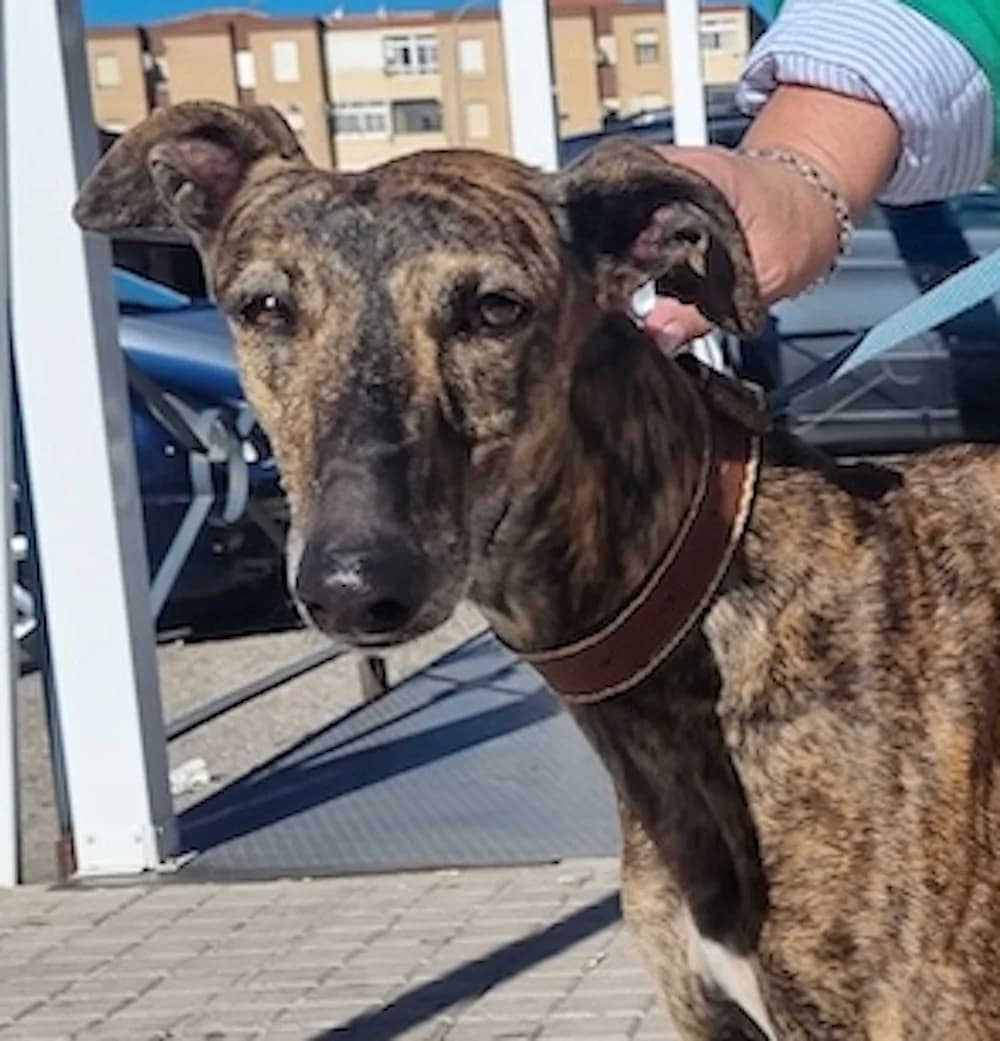 Sakira, Mixed Breed for adoption at Tierschutzverein Europa, München