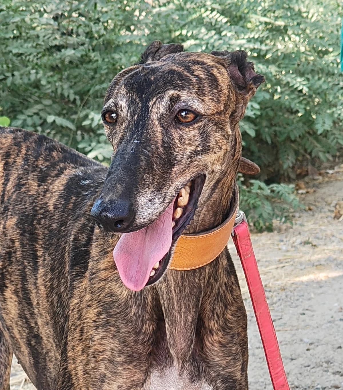 Sakira, Mixed Breed for adoption at Tierschutzverein Europa, München