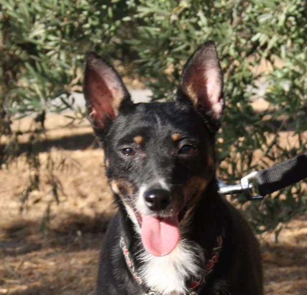 Sally, Mixed Breed for adoption at Tierschutzverein Europa, München