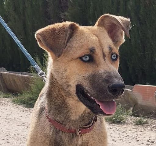 Samira, puppy Mixed Breed for adoption at Tierschutzverein Europa, München