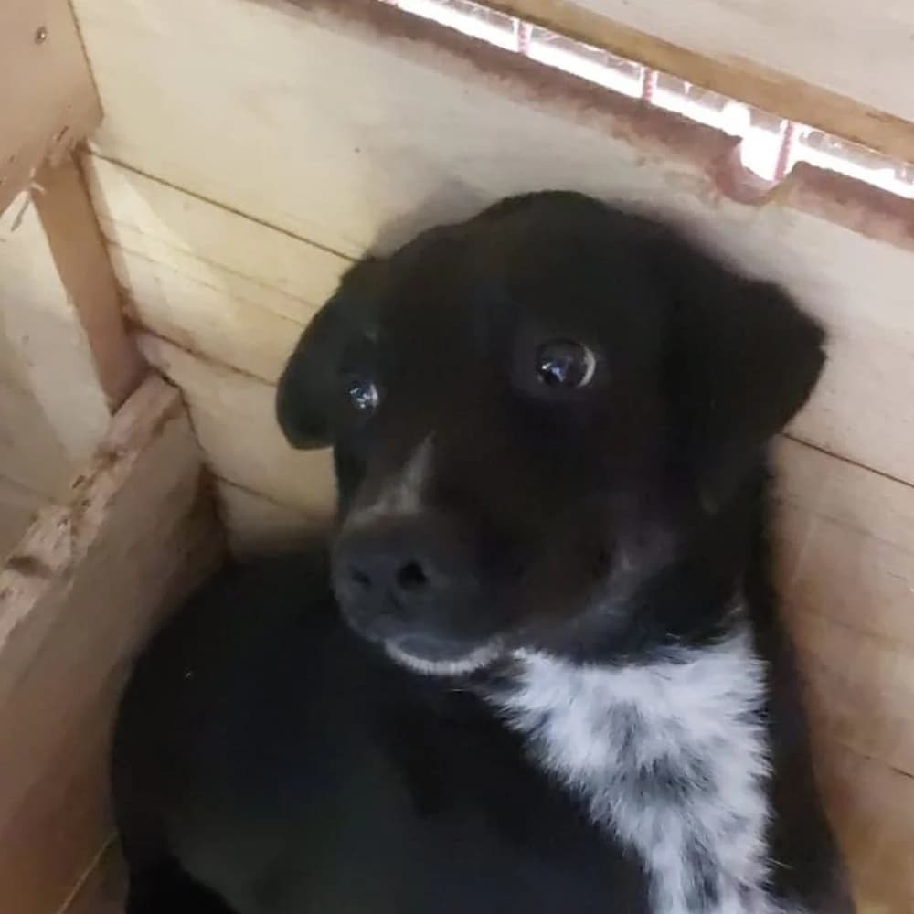 Sansa, Mixed Breed for adoption at Tierschutzverein Europa, München