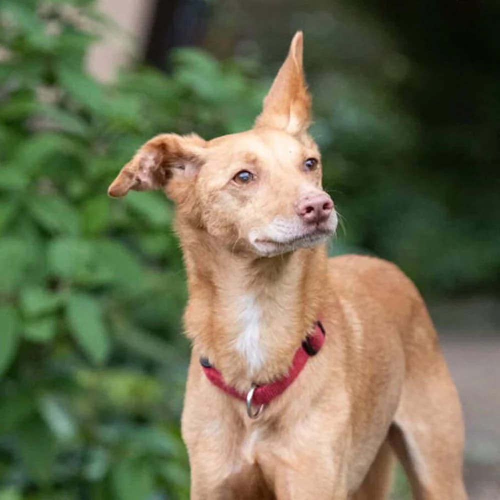 Santi, puppy Mixed Breed for adoption at Tierschutzverein Europa, München