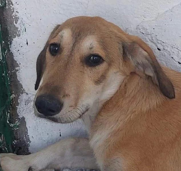 Sascha, young Mixed Breed for adoption at Tierschutzverein Europa, München