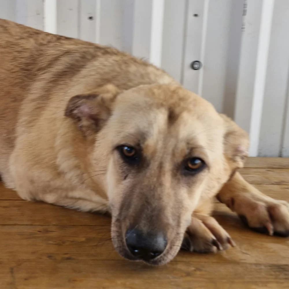 Sasha, senior Mixed Breed for adoption at Tierschutzverein Europa, München