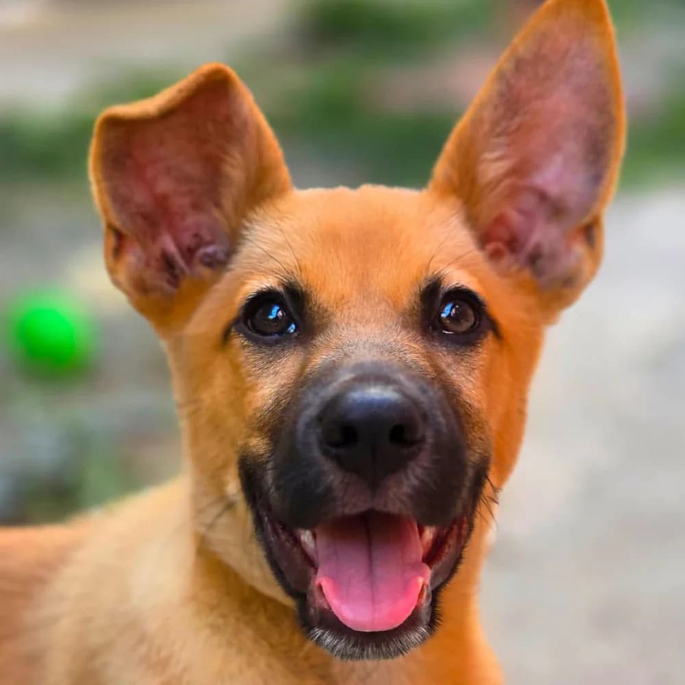 Scooby, Mixed Breed for adoption at Tierschutzverein Europa, München
