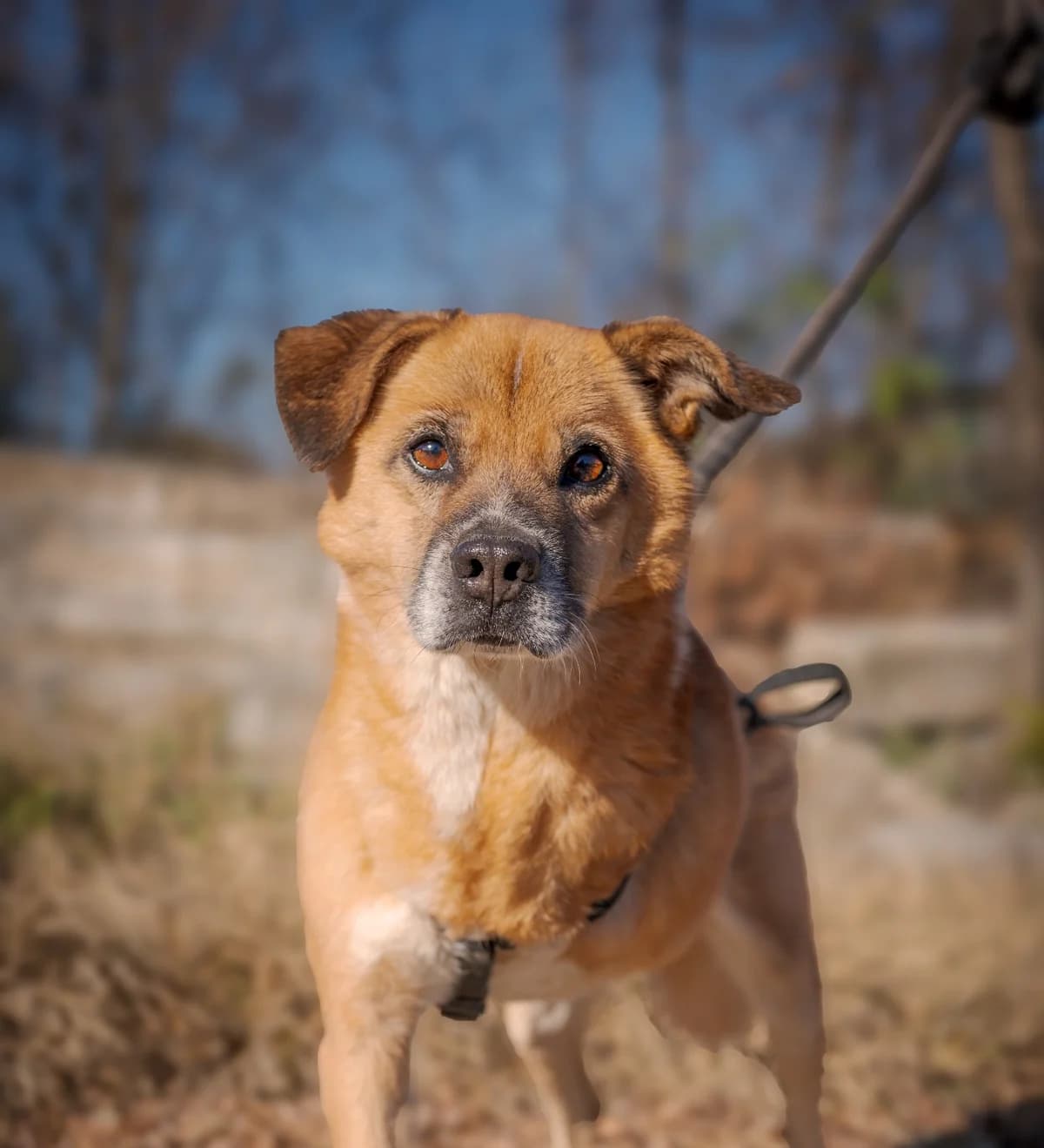 Shamrock, Mixed Breed for adoption at Tierschutzverein Europa, München