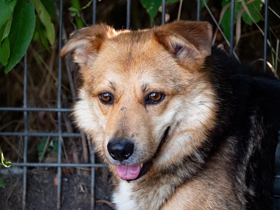 Shankar, 3yo Mixed Breed for adoption at Tierschutzverein Europa, München