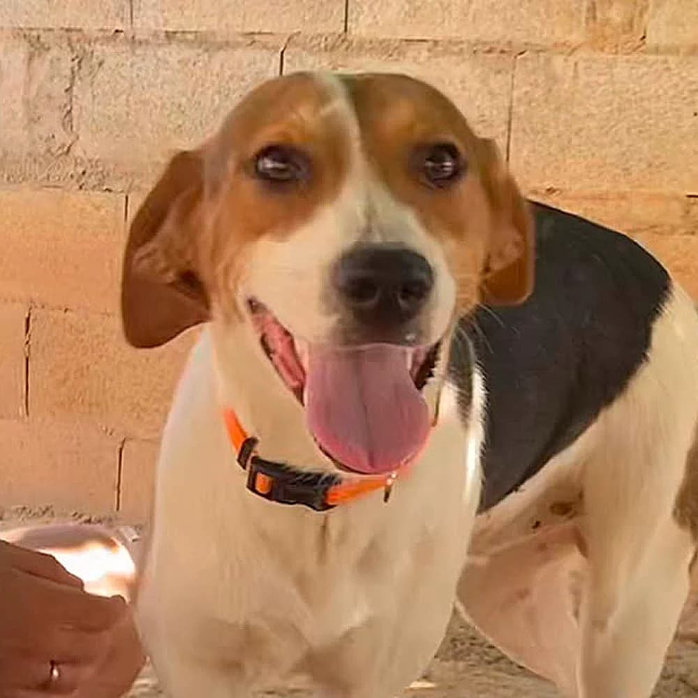 Shanti, Mixed Breed for adoption at Tierschutzverein Europa, München