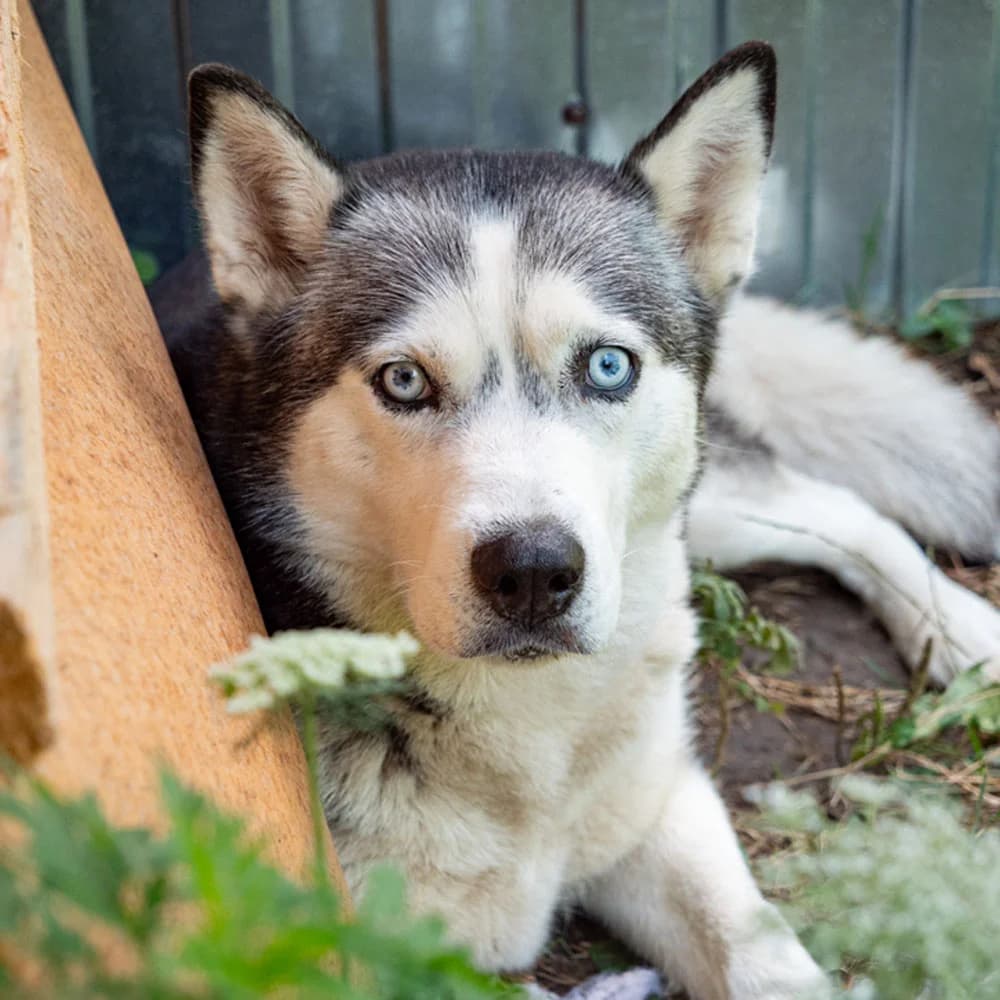 Sheylla, Mixed Breed for adoption at Tierschutzverein Europa, München