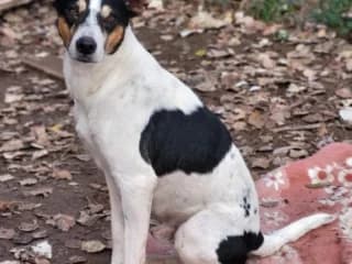 Sirio, senior Mixed Breed for adoption at Tierschutzverein Europa, München