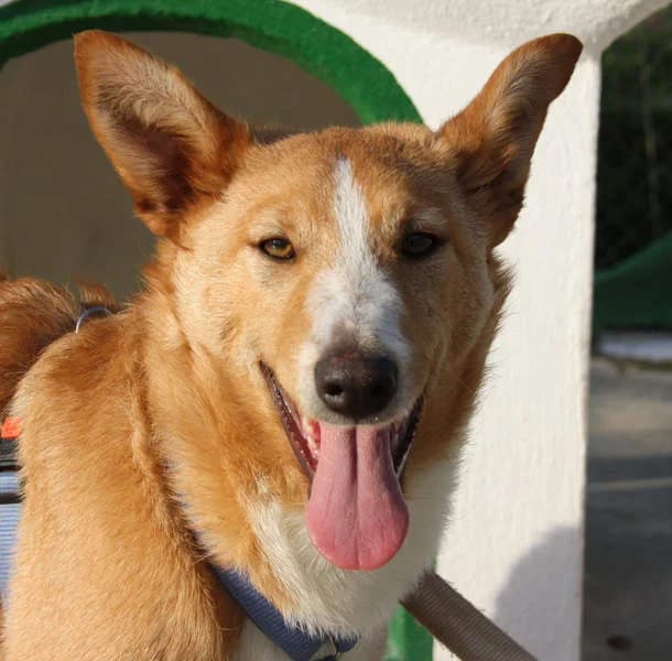 Sita, weiß 5yo Mixed Breed for adoption at Tierschutzverein Europa, München