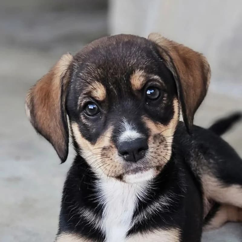 Skadi, puppy Mixed Breed for adoption at Tierschutzverein Europa, München