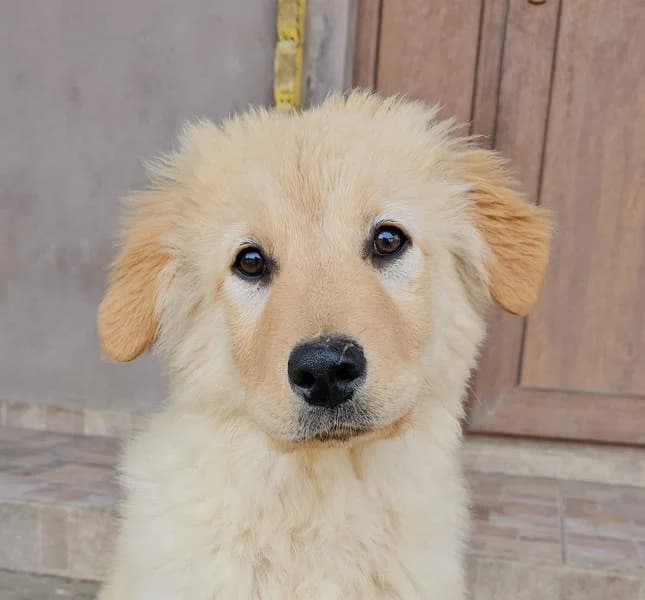 Sleepy, puppy Mixed Breed for adoption at Tierschutzverein Europa, München
