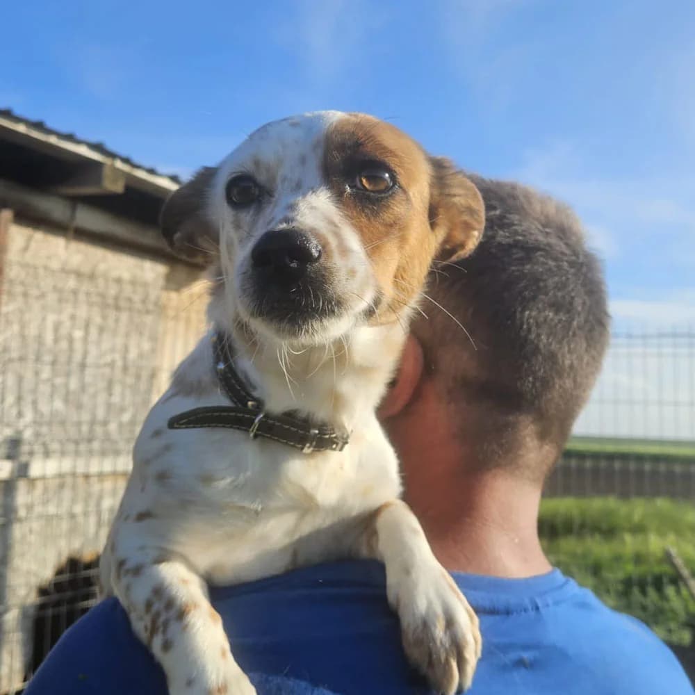 Snoopa, weiß Mixed Breed for adoption at Tierschutzverein Europa, München