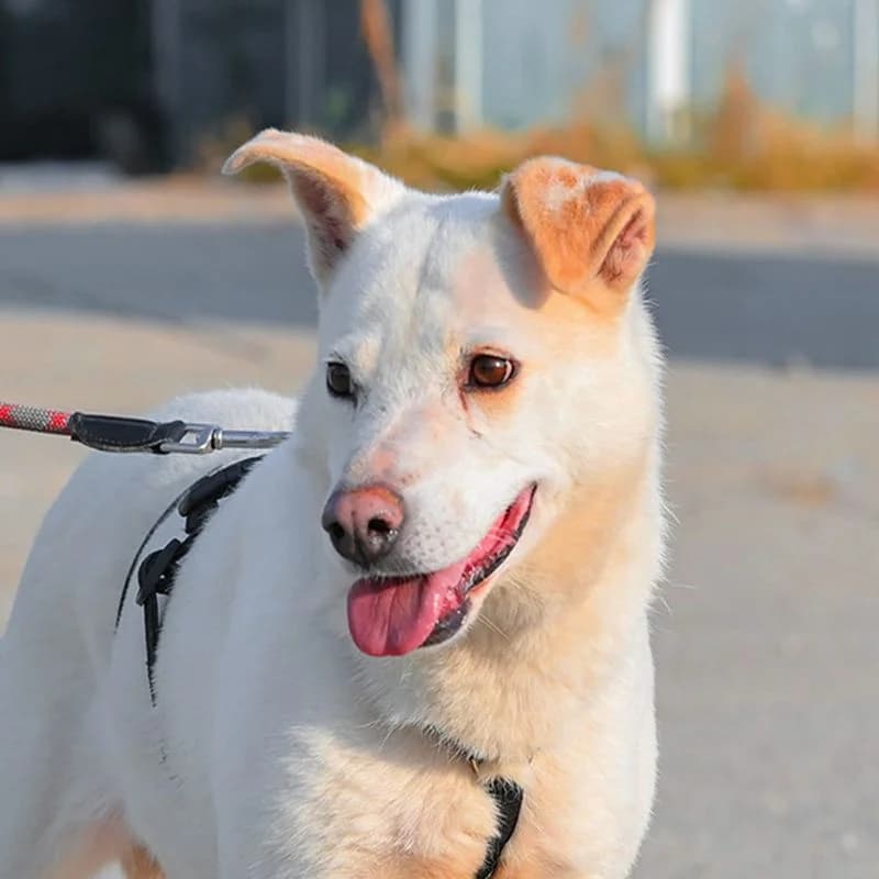 Snow-White, Mixed Breed for adoption at Tierschutzverein Europa, München