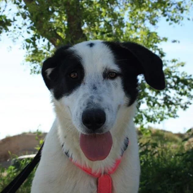 Sol, Mixed Breed for adoption at Tierschutzverein Europa, München