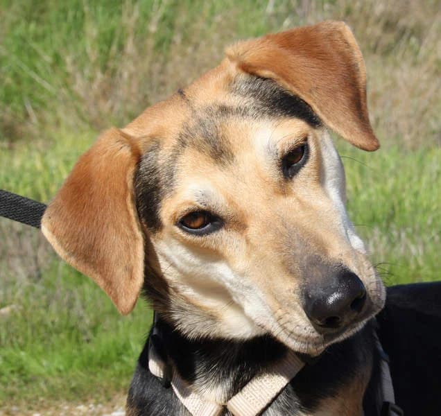 Sombra, Mixed Breed for adoption at Tierschutzverein Europa, München