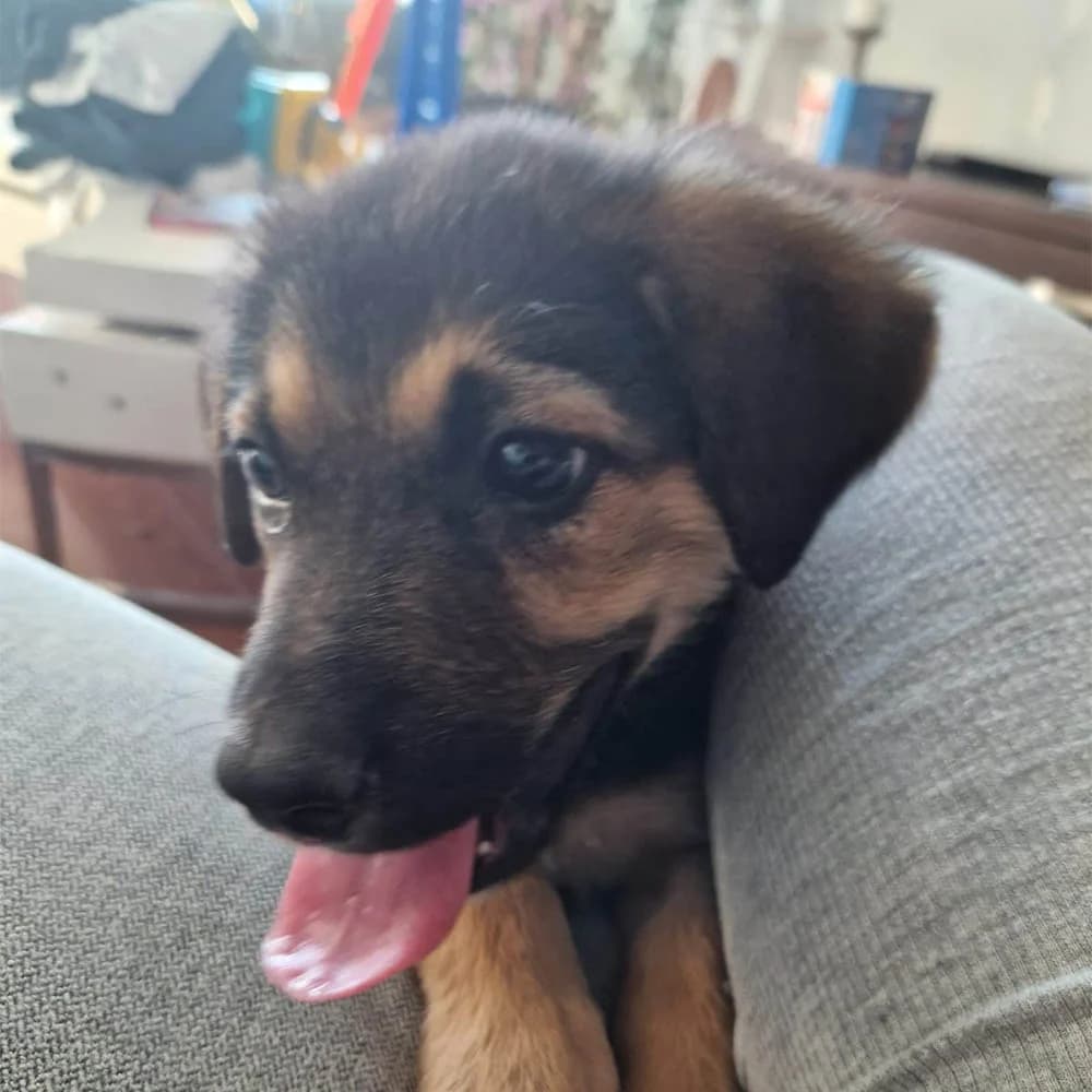 Sonic, braun puppy Mixed Breed for adoption at Tierschutzverein Europa, München