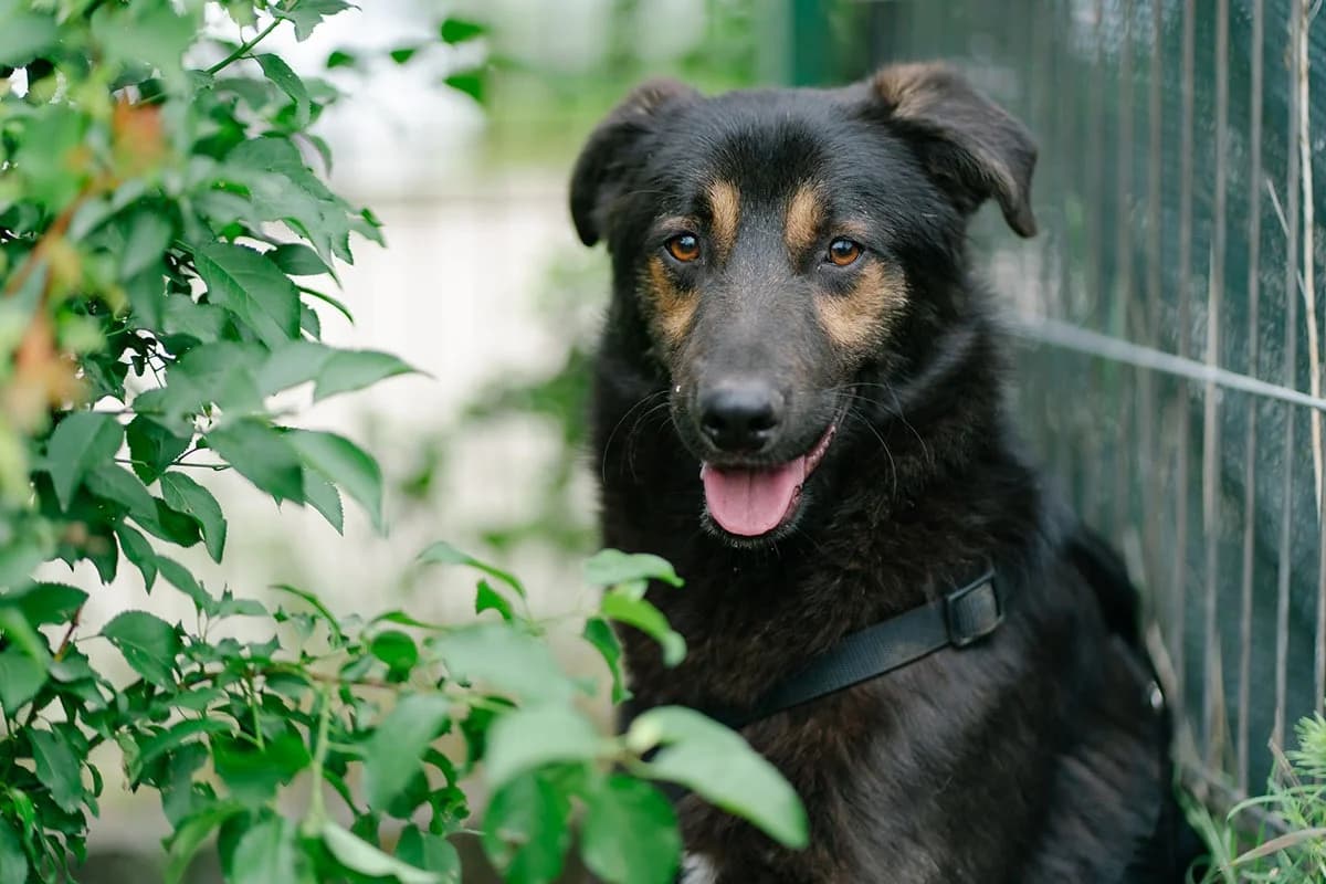 Sultan, Mixed Breed for adoption at Tierschutzverein Europa, München