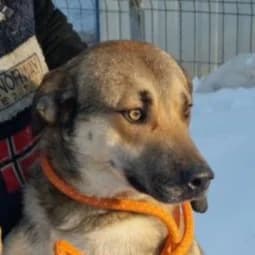 Sven, Mixed Breed for adoption at Tierschutzverein Europa, München