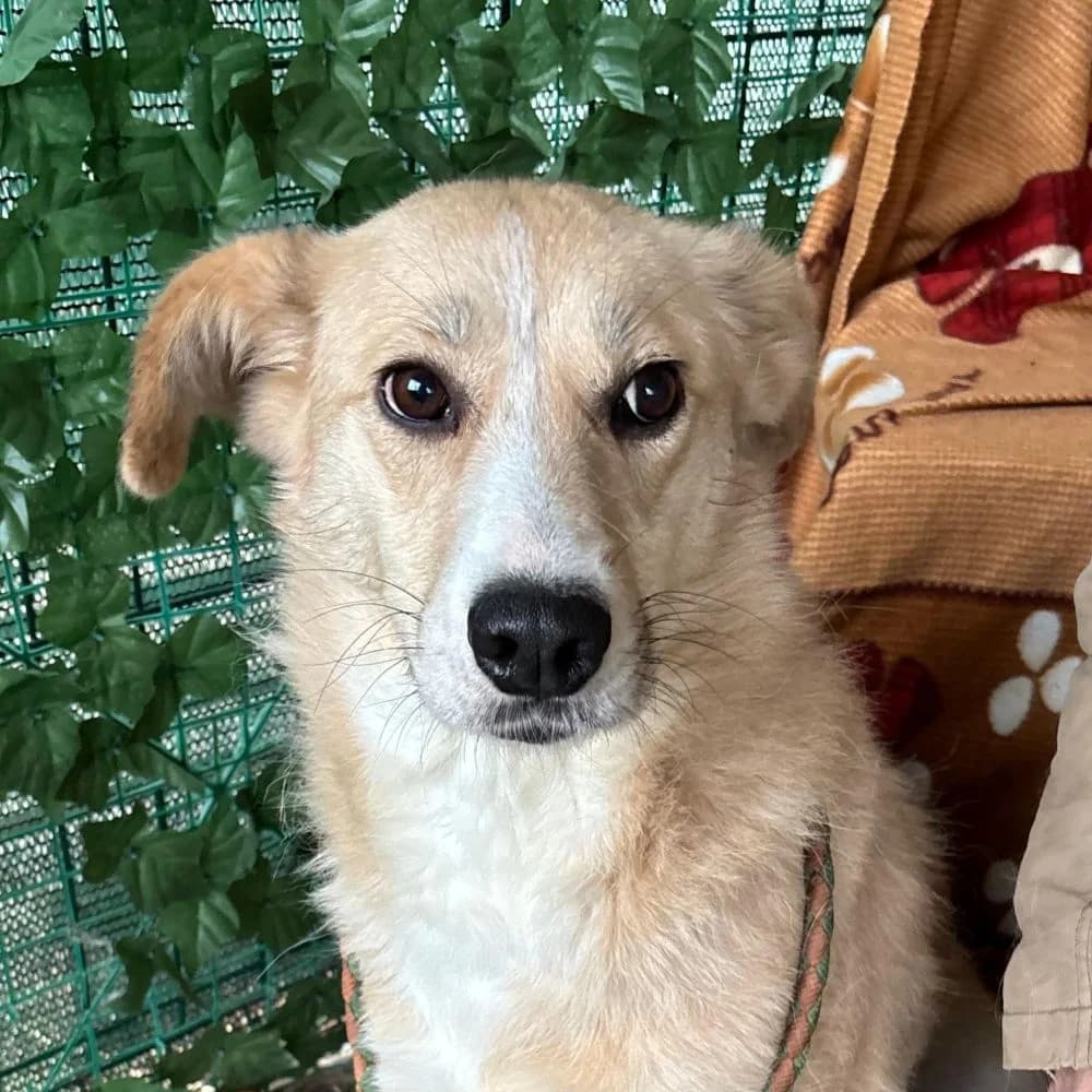 Sweety, Mixed Breed for adoption at Tierschutzverein Europa, München