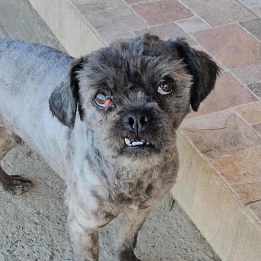 Taz, Mixed Breed for adoption at Tierschutzverein Europa, München