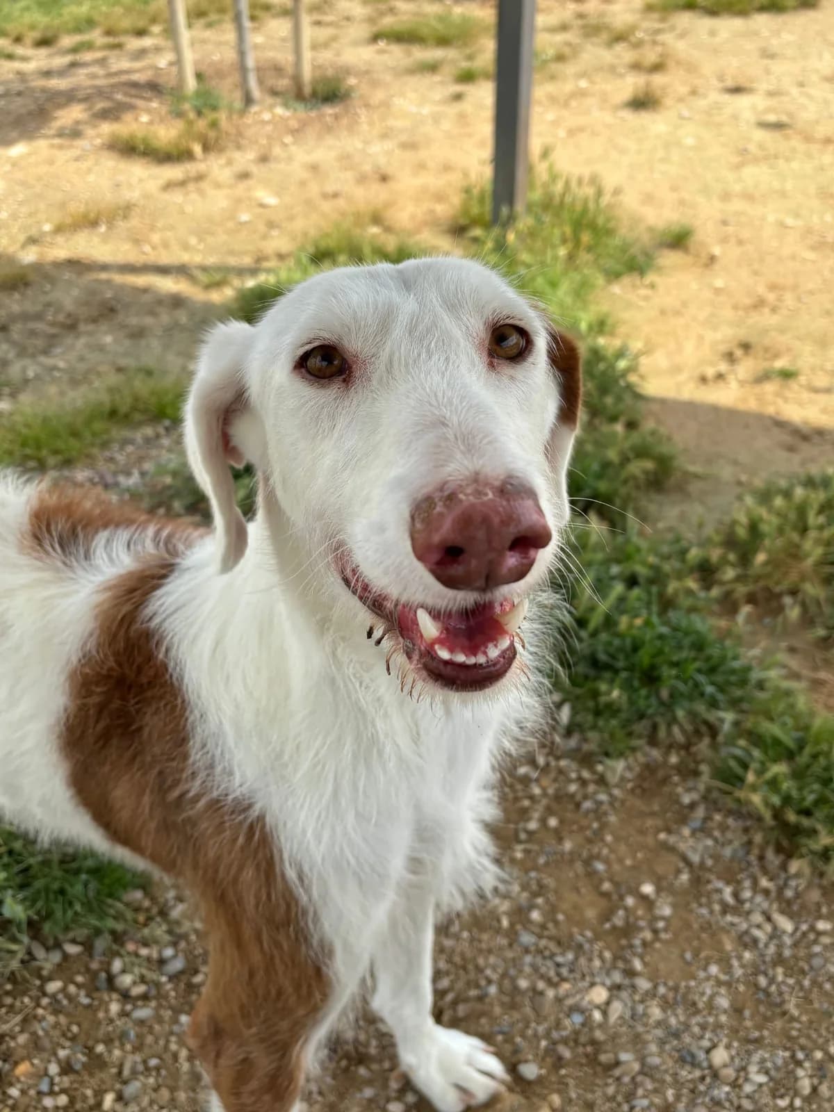Teo, Galgo Español for adoption at Tierschutzverein Europa, München