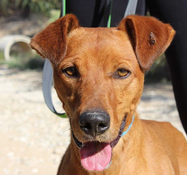 Teo, Mixed Breed for adoption at Tierschutzverein Europa, München
