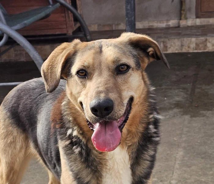 Terra, 4yo Mixed Breed for adoption at Tierschutzverein Europa, München