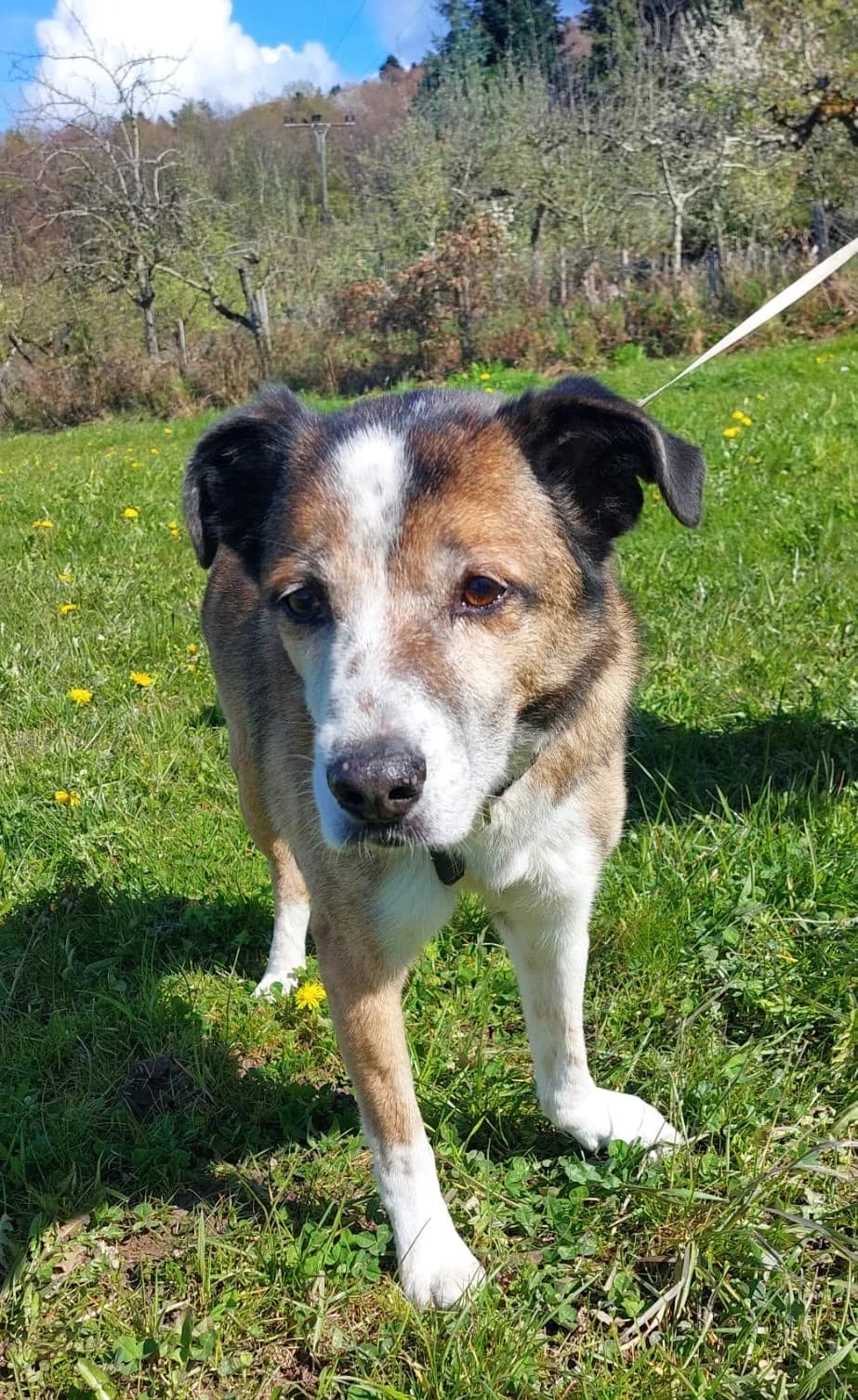 Thor, young Mixed Breed for adoption at Tierschutzverein Europa, München