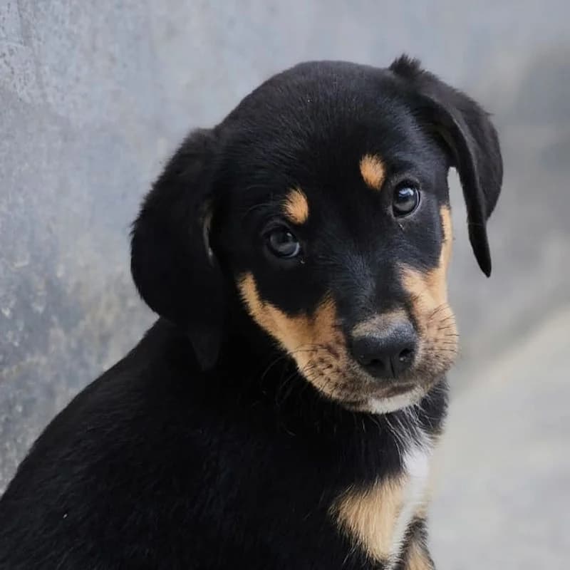 Thor, puppy Mixed Breed for adoption at Tierschutzverein Europa, München