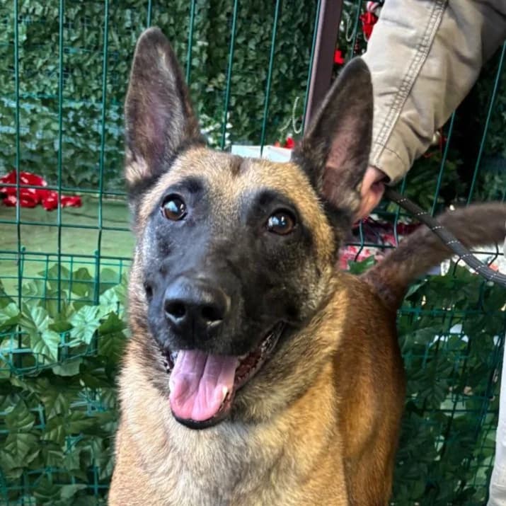 Thor, young Mixed Breed for adoption at Tierschutzverein Europa, München
