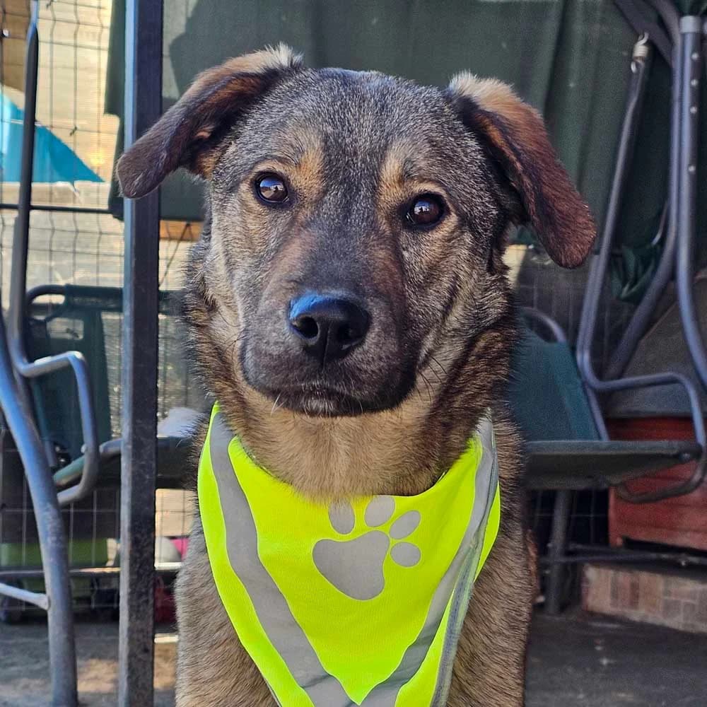 Thor, puppy Mixed Breed for adoption at Tierschutzverein Europa, München