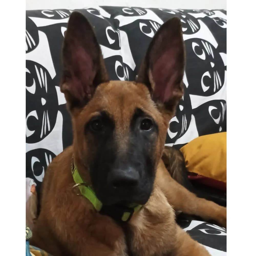 Thor, puppy Mixed Breed for adoption at Tierschutzverein Europa, München