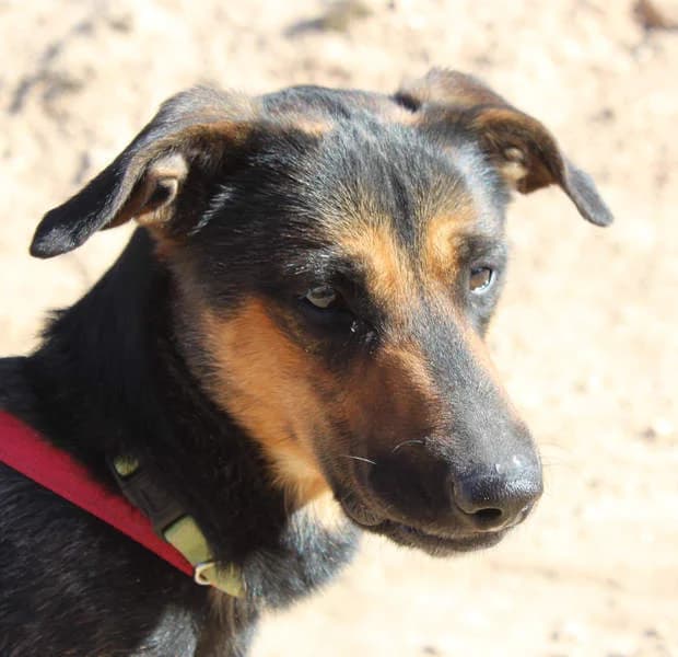 Thore, Mixed Breed for adoption at Tierschutzverein Europa, München