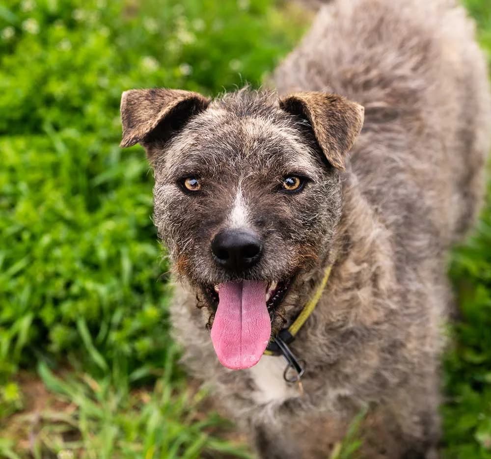 Tiara, Mixed Breed for adoption at Tierschutzverein Europa, München