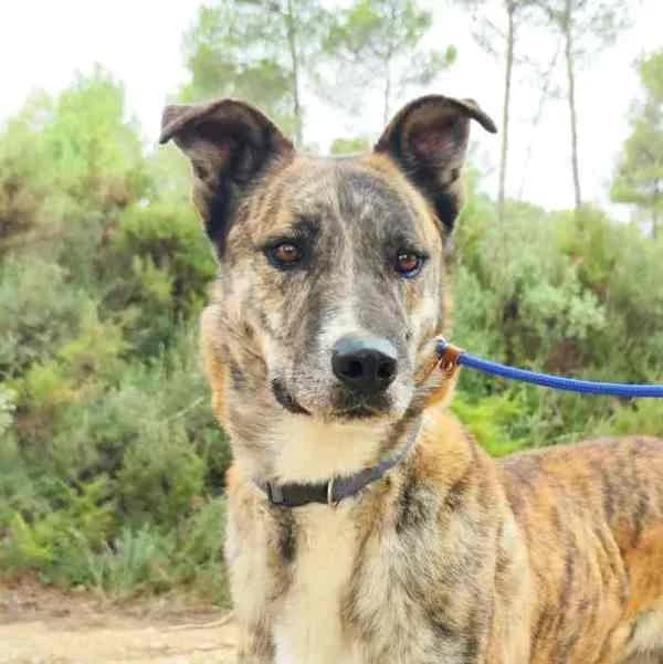 Tigre, Mixed Breed for adoption at Tierschutzverein Europa, München