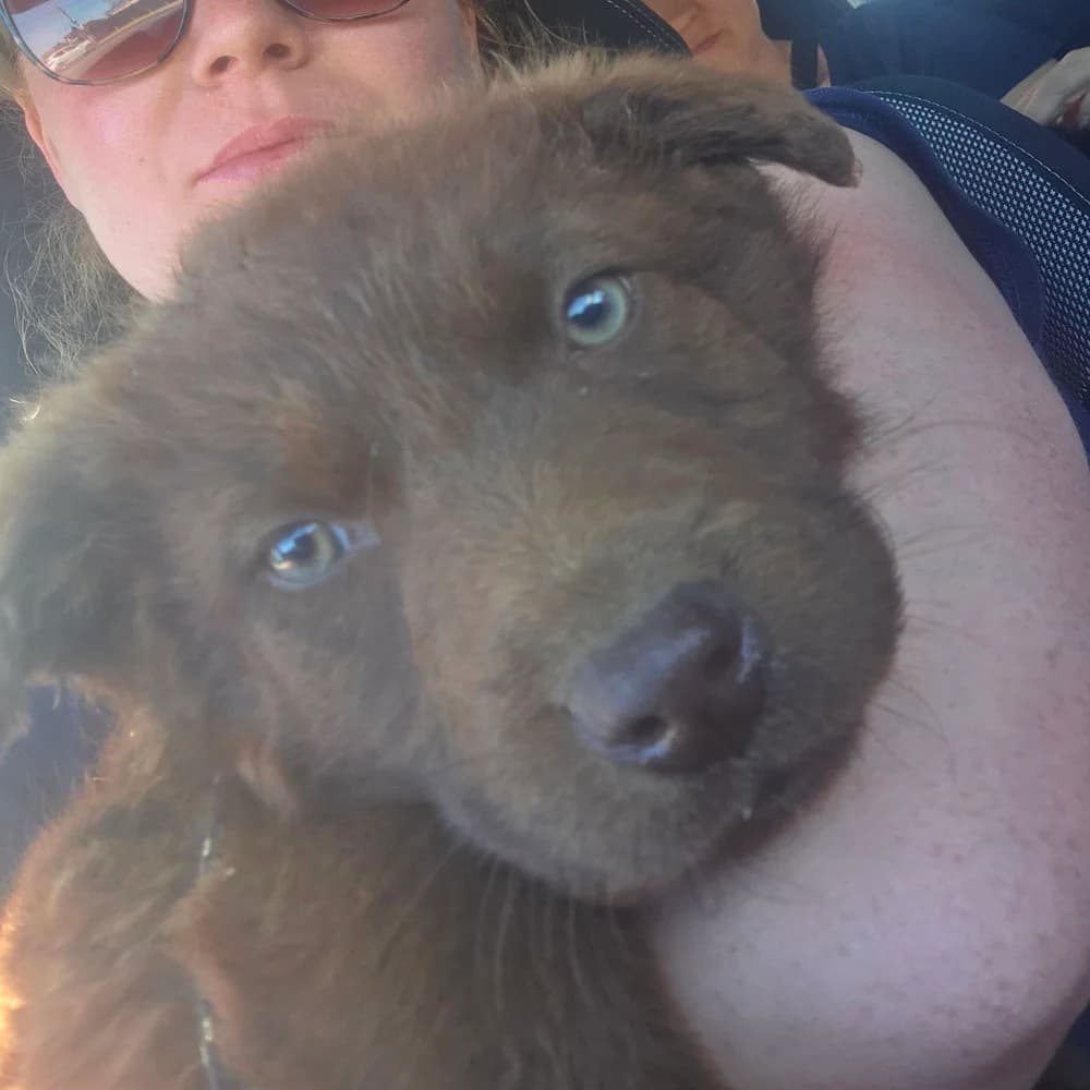 Timi, puppy Mixed Breed for adoption at Tierschutzverein Europa, München