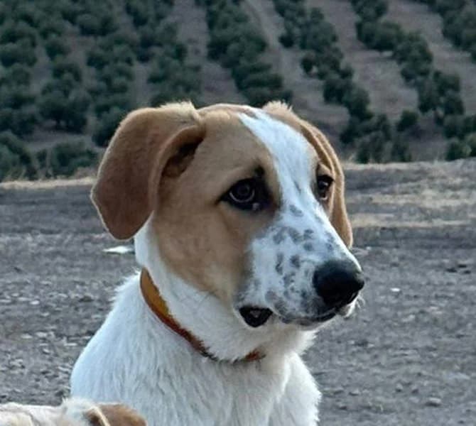 Tina, Mixed Breed for adoption at Tierschutzverein Europa, München