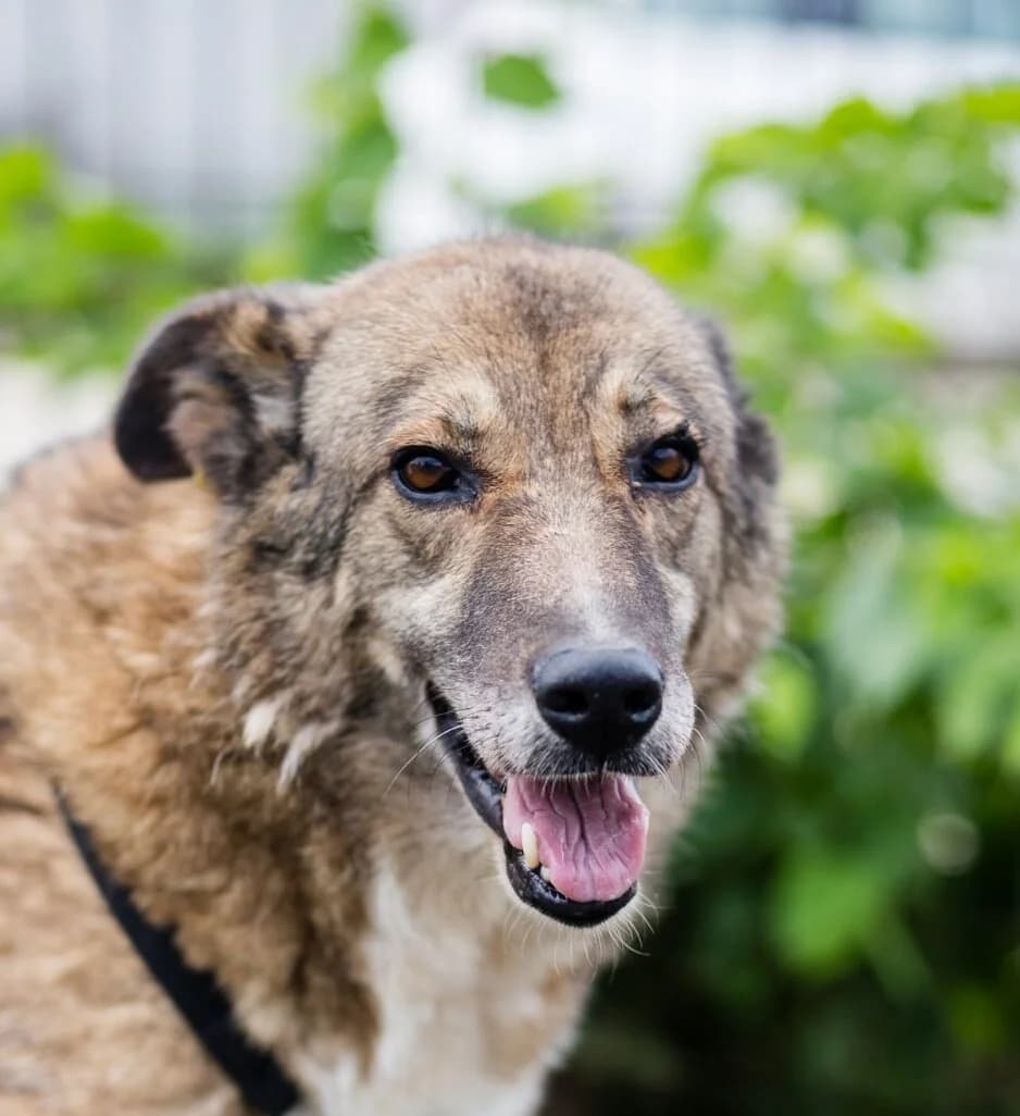 Titania, Mixed Breed for adoption at Tierschutzverein Europa, München