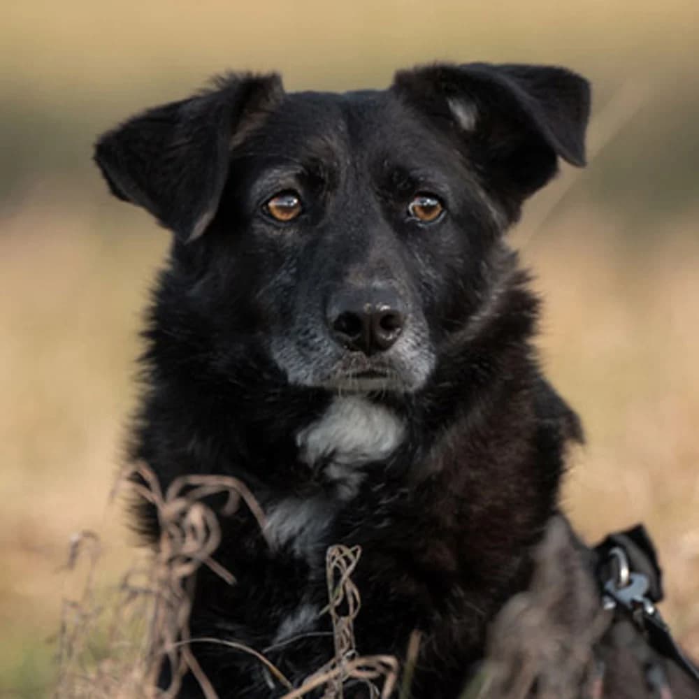 Titi, puppy Mixed Breed for adoption at Tierschutzverein Europa, München