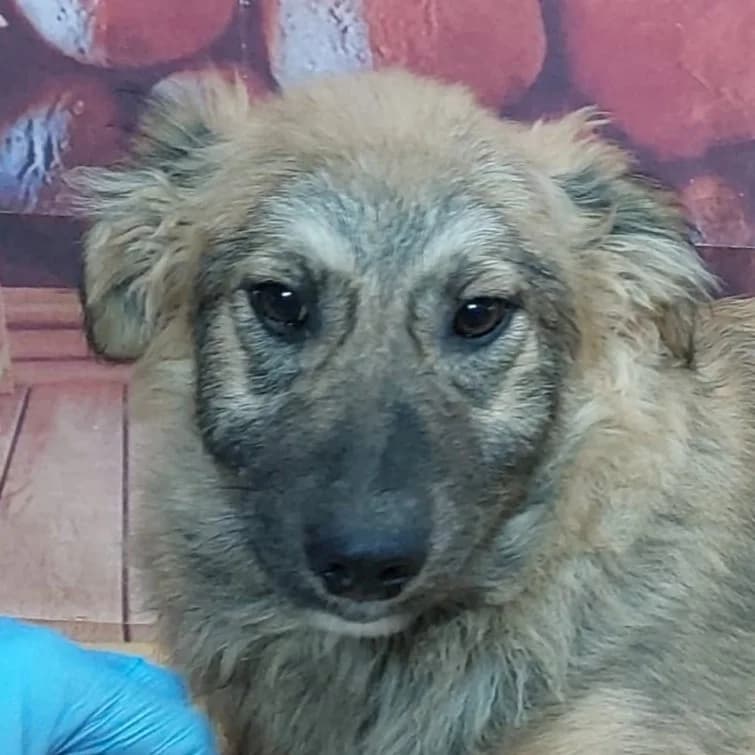 Toby, Mixed Breed for adoption at Tierschutzverein Europa, München