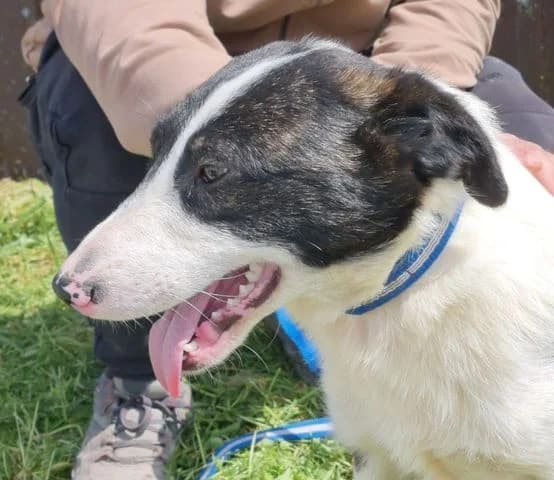 Tom, puppy Mixed Breed for adoption at Tierschutzverein Europa, München