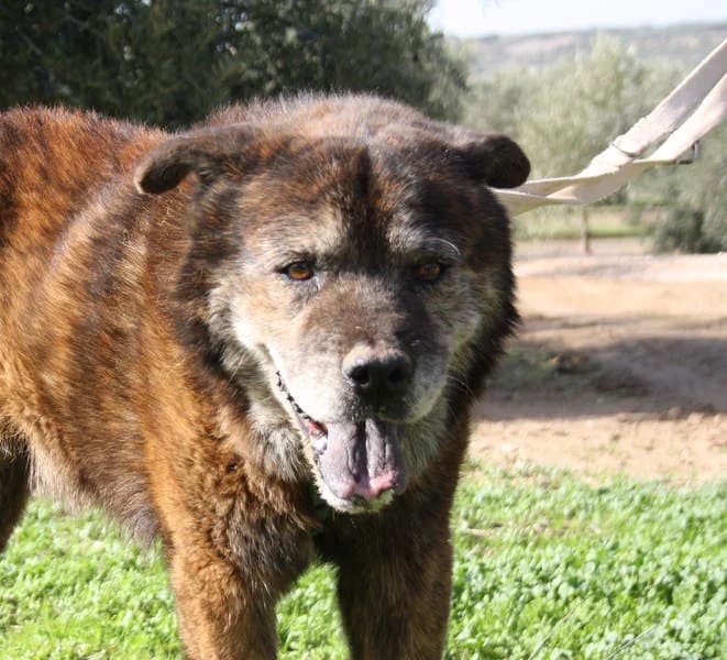 Tom, Mixed Breed for adoption at Tierschutzverein Europa, München