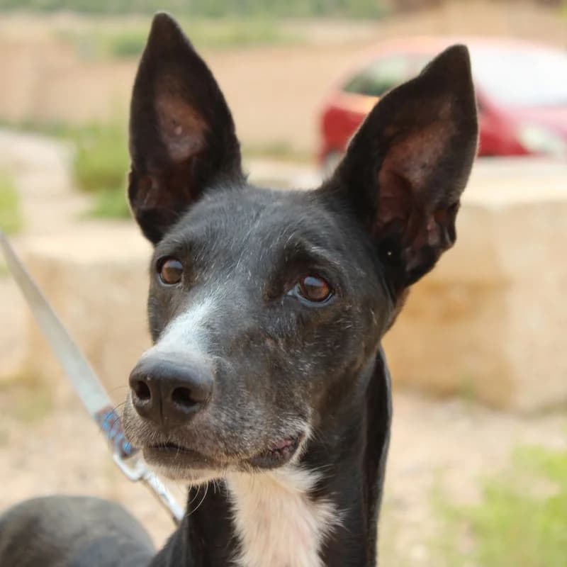 Triana, schwarz Mixed Breed for adoption at Tierschutzverein Europa, München