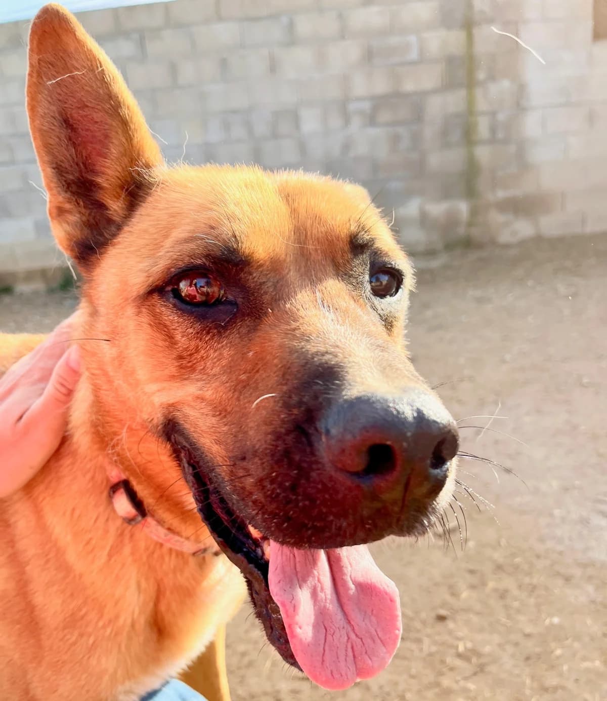 Trixi, Mixed Breed for adoption at Tierschutzverein Europa, München